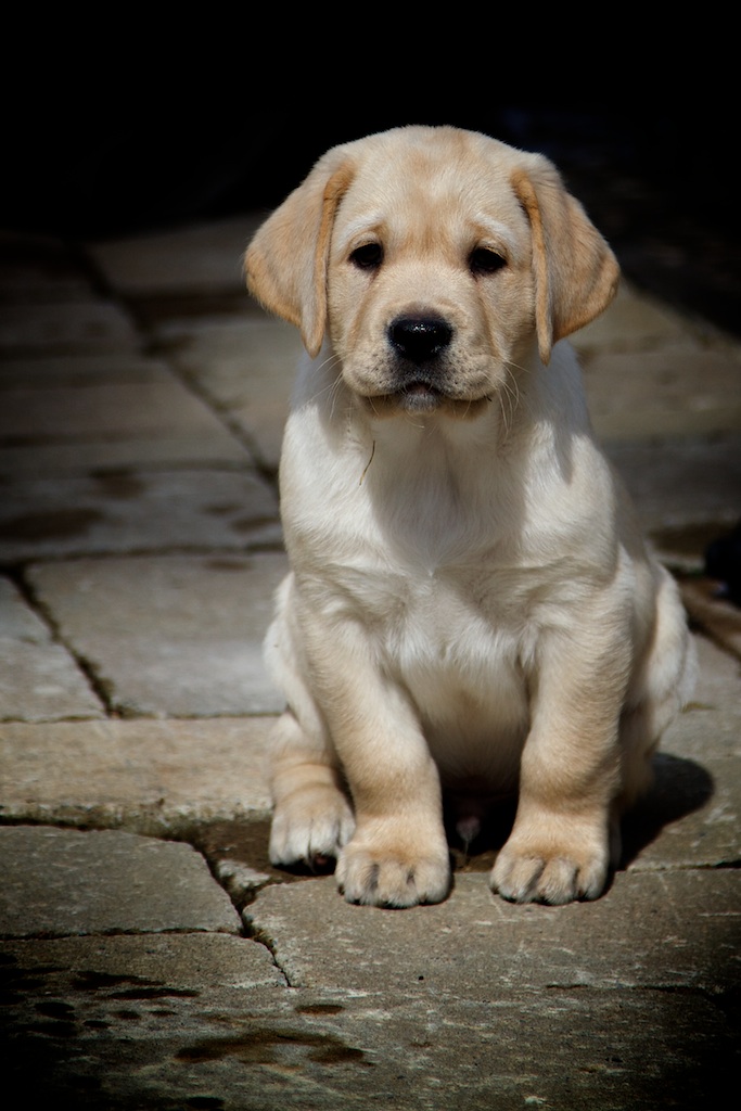 Photo 3 from ISRAEL GUIDE DOG CENTER FOR THE BLIND